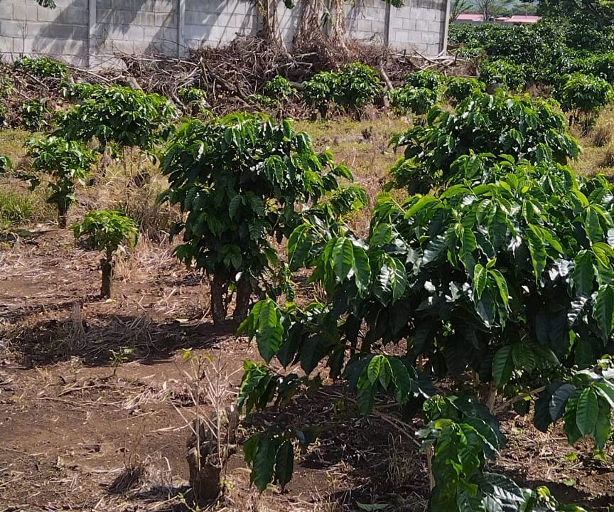 WhatsApp Image 2025-09-26 at 09.03.53