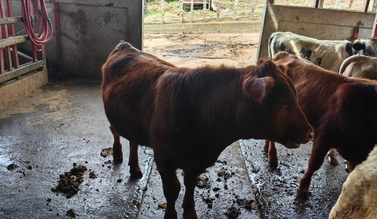 WhatsApp Image 2025-11-06 at 18.12.33 (1)