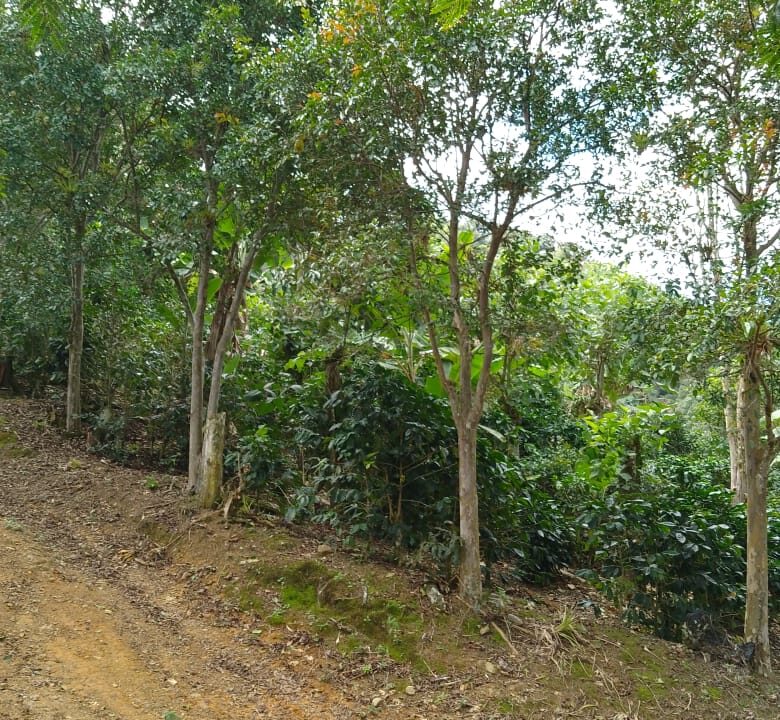 Finca Los Solano - Orosi 2024-09-25 at 07.56.39 (2)